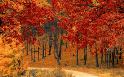 Fall Into Fitness